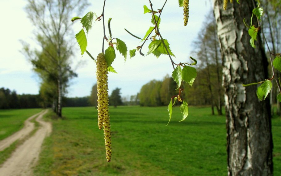 Березовая роща береза повислая