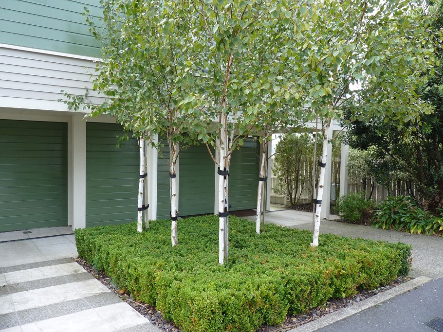 Береза повислая (бородавчатая)