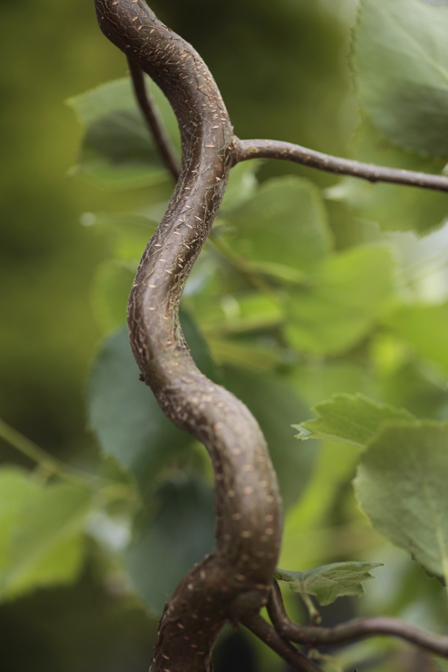 Береза повислая "Spider Alley"