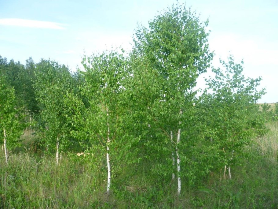 Ива пурпурная Пендула