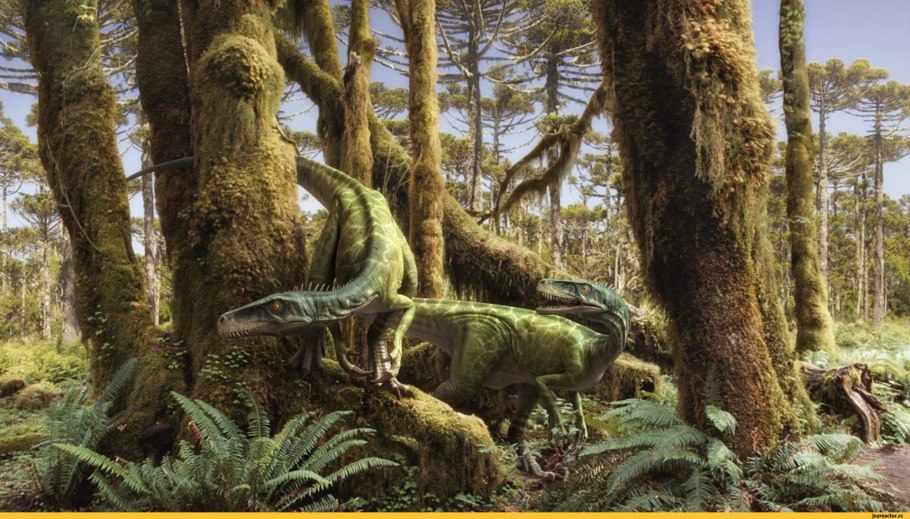 Кэрсивин Ирландия лес