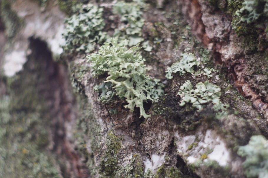 Карбон каменноугольный период