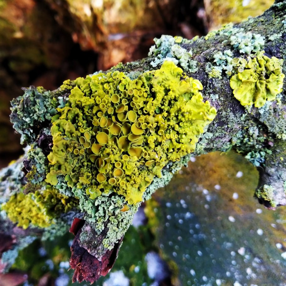 Динозавры в зарослях