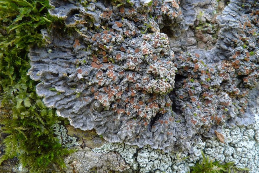 Мох Тиангаро Рорайма