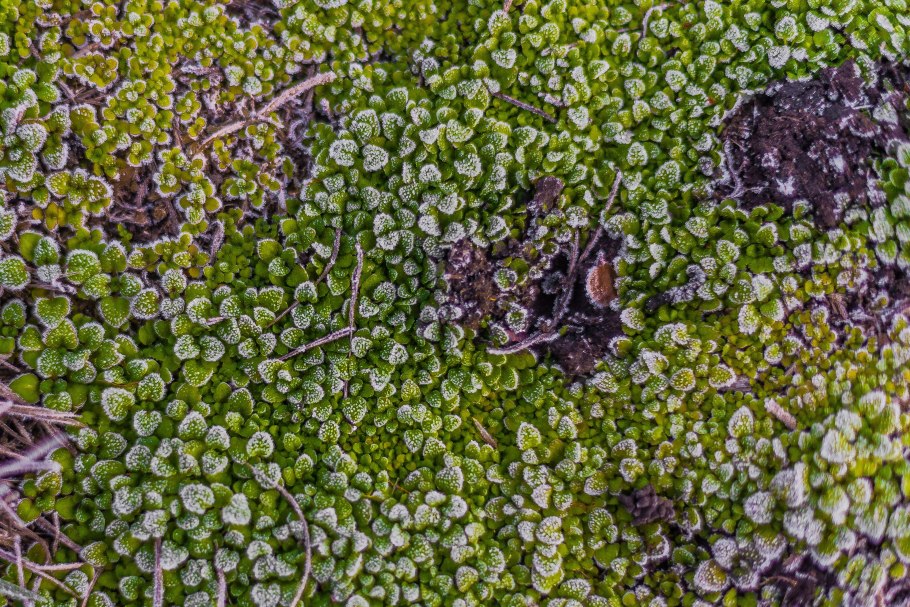 Мох Тиангаро