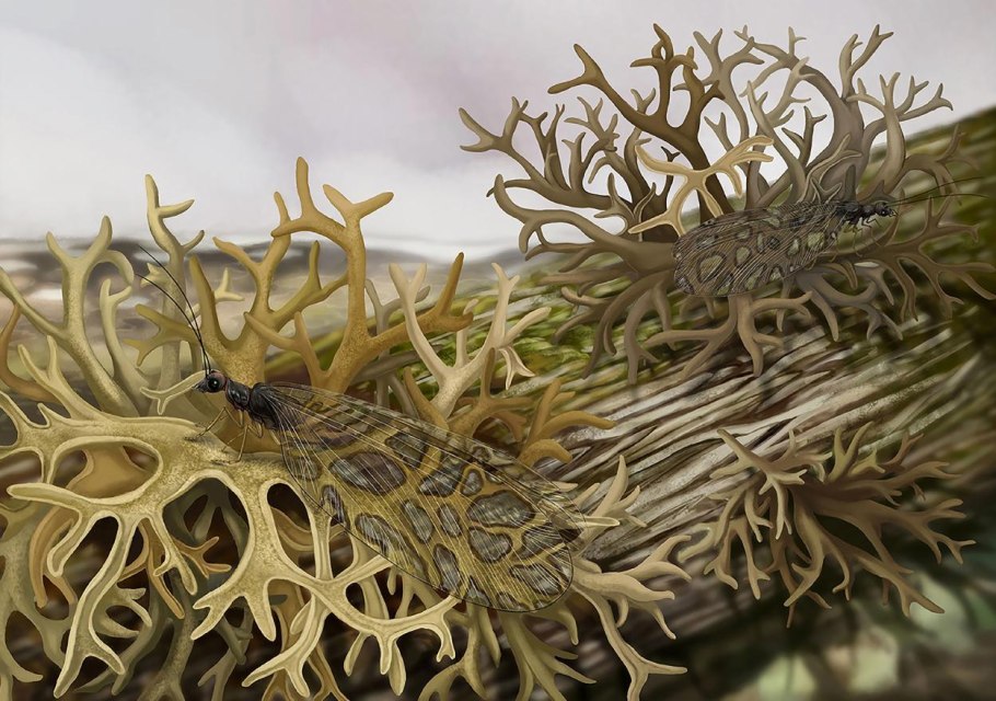 Национальный парк Тисо-Самшитовая роща