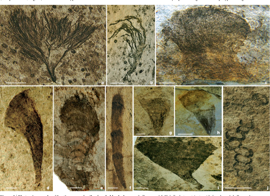 Коралл Мшанка окаменелость