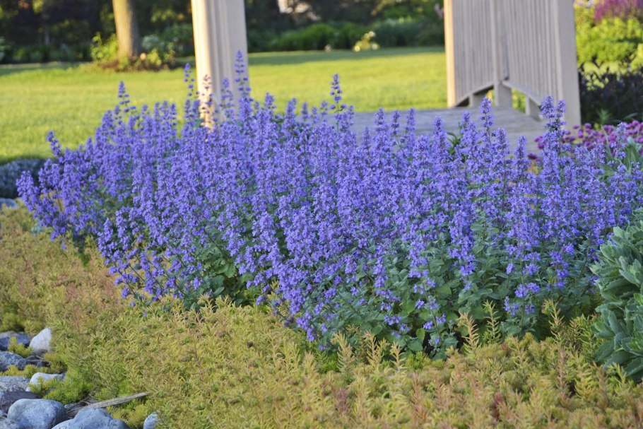 Котовник Фассена (Nepeta faassenii)