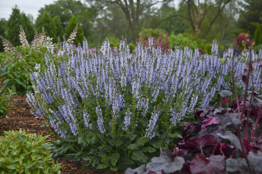 Шалфей Дубравный (Salvia nemorosa) Сальваторе Блю