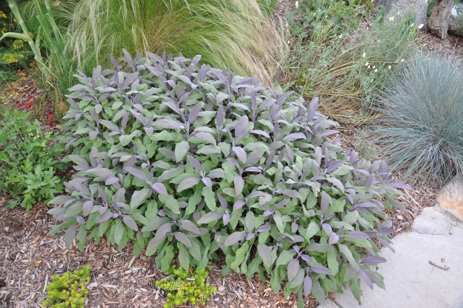 Шалфей Salvia PURPURASCENS