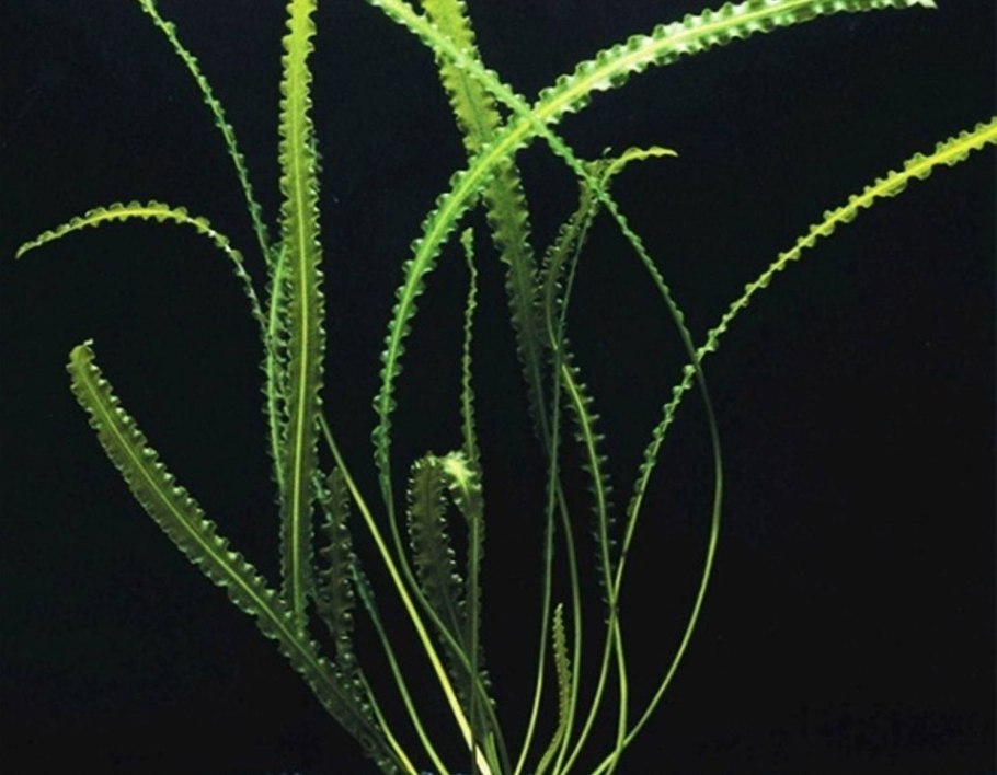 Апоногетон лонгиплюмулозус Aponogeton longiplumulosus