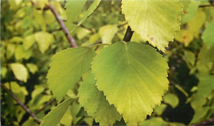 Береза бумажная Betula papyrifera