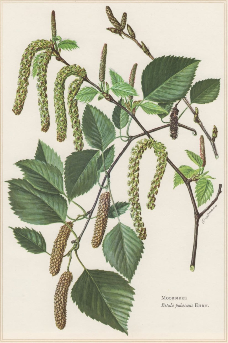 Betula pubescens листья