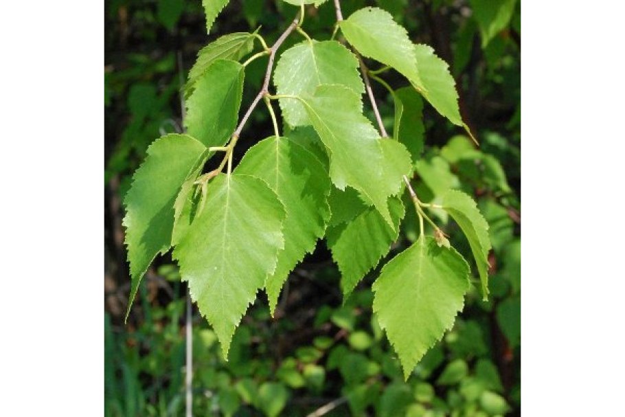 Betula pubescens листья