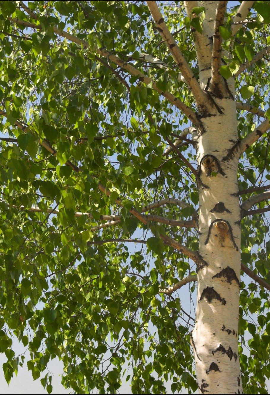 Береза пушистая листья