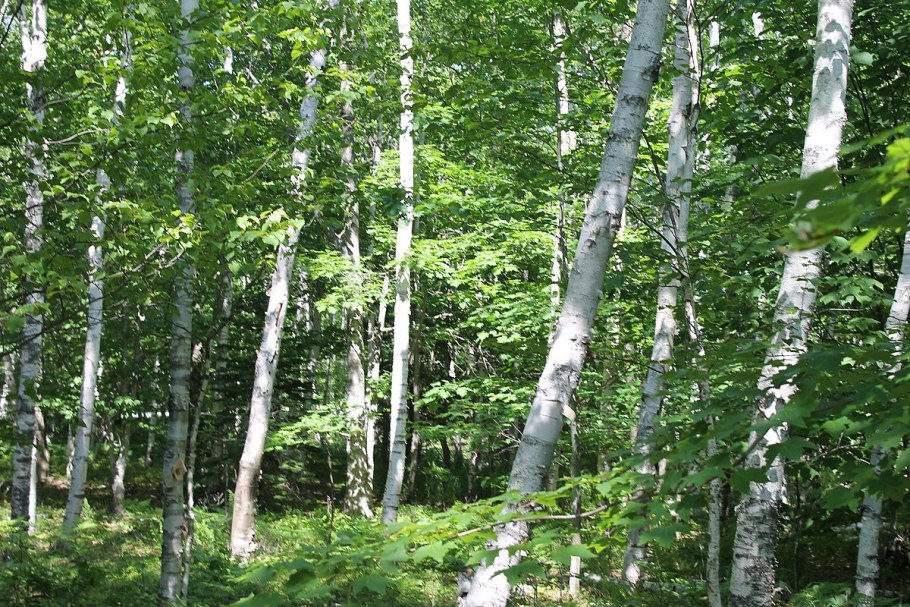 Betula pendula лист