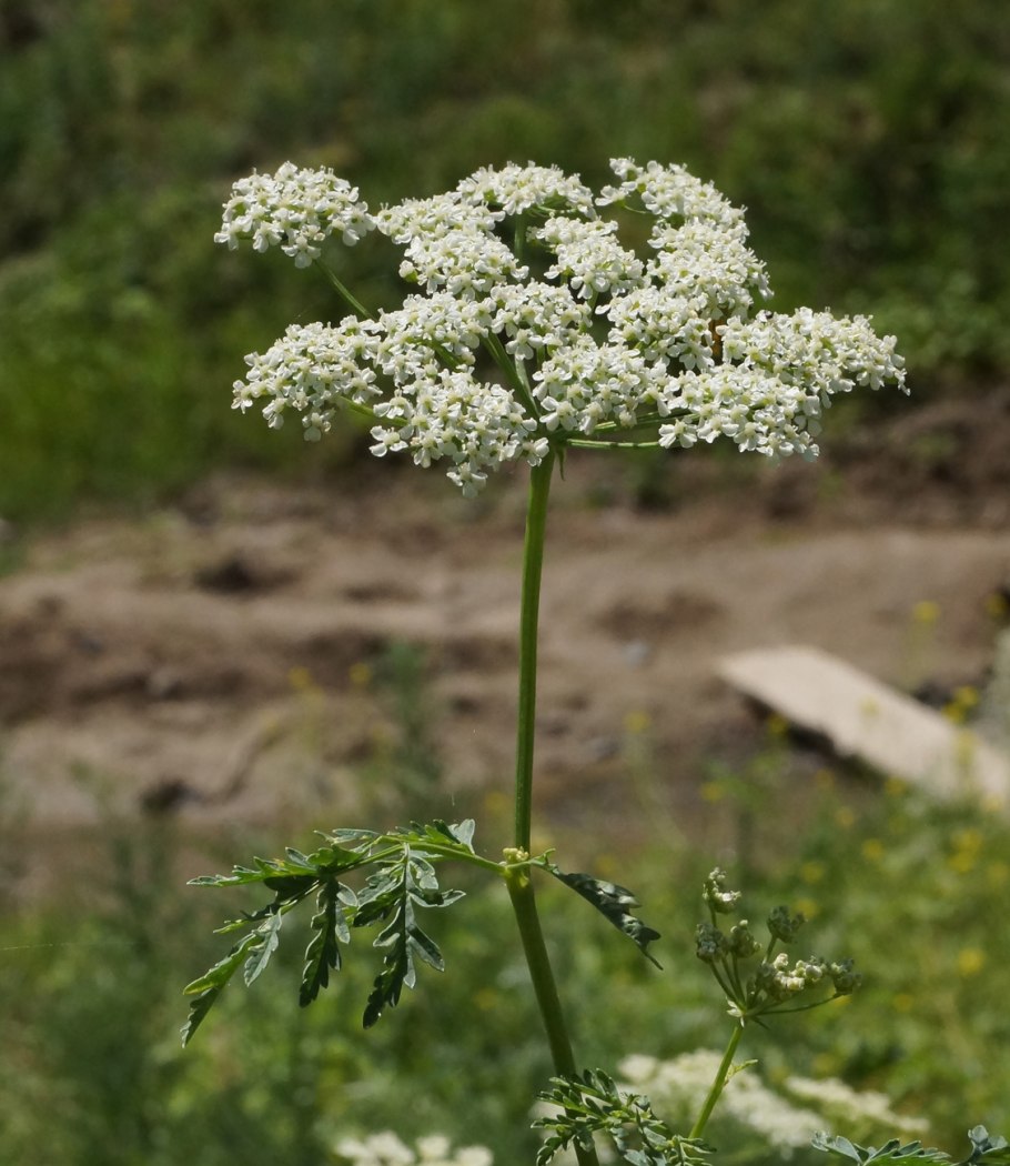 Купырь морковник