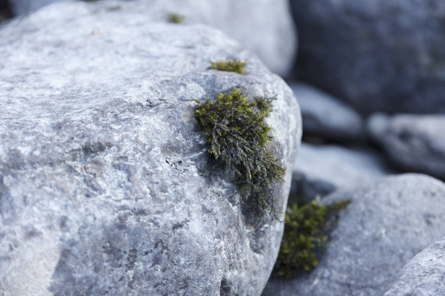 Раскраска мох на Камне