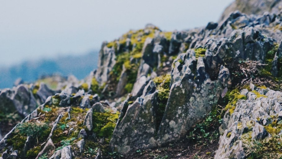 Мох на скалах