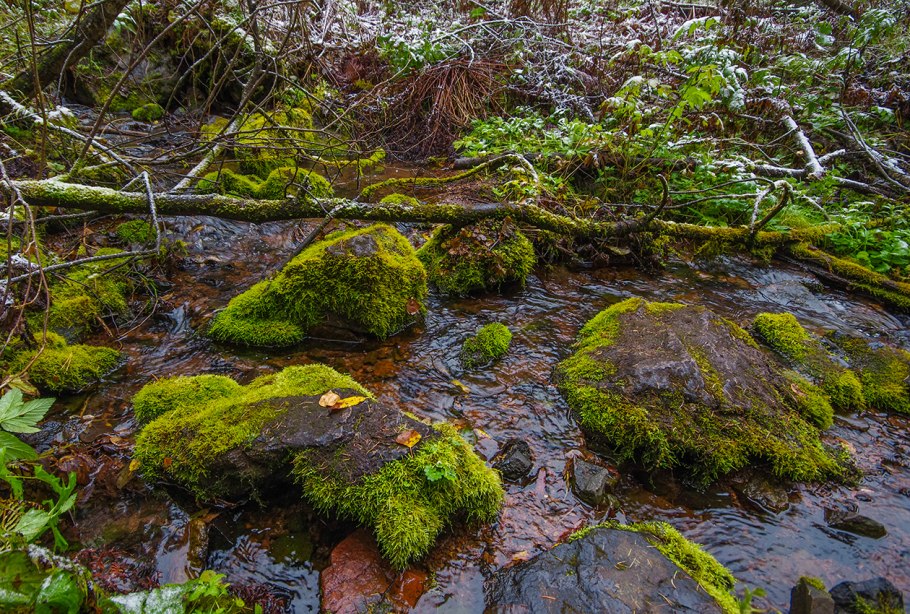 Таежный ягель