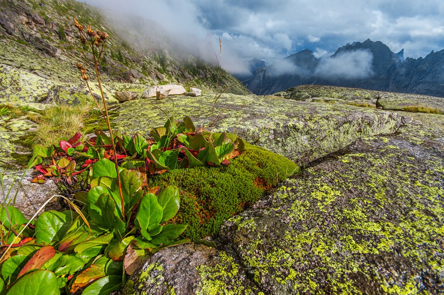 Баргузинский заповедник мхи