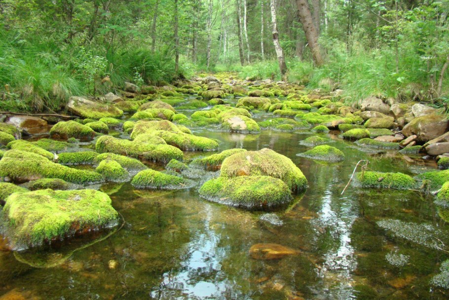 Моховое болото Румыния