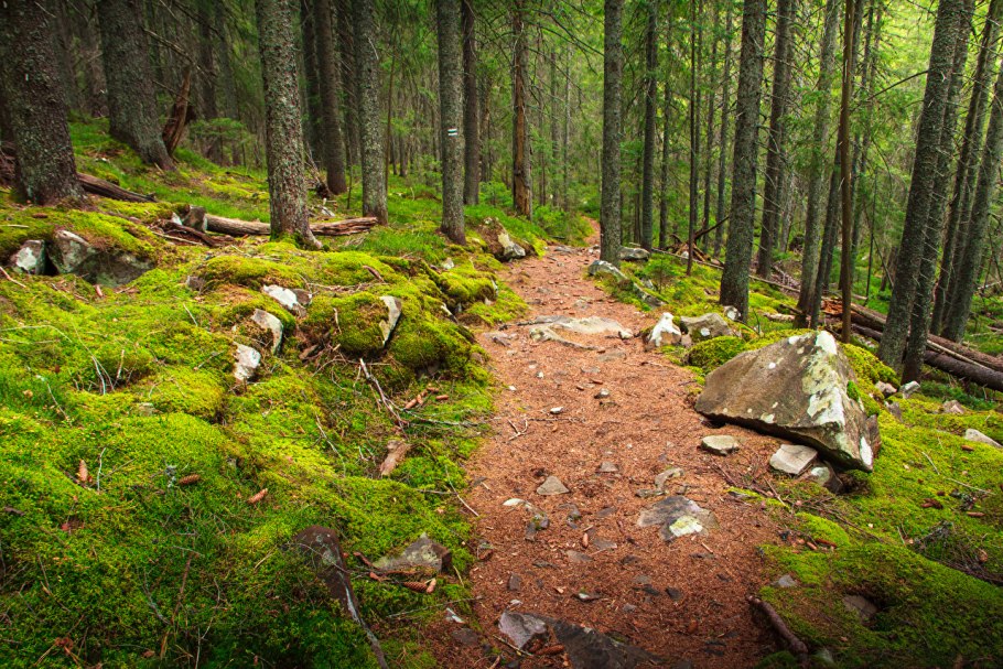Камни в лесу Приозерский район