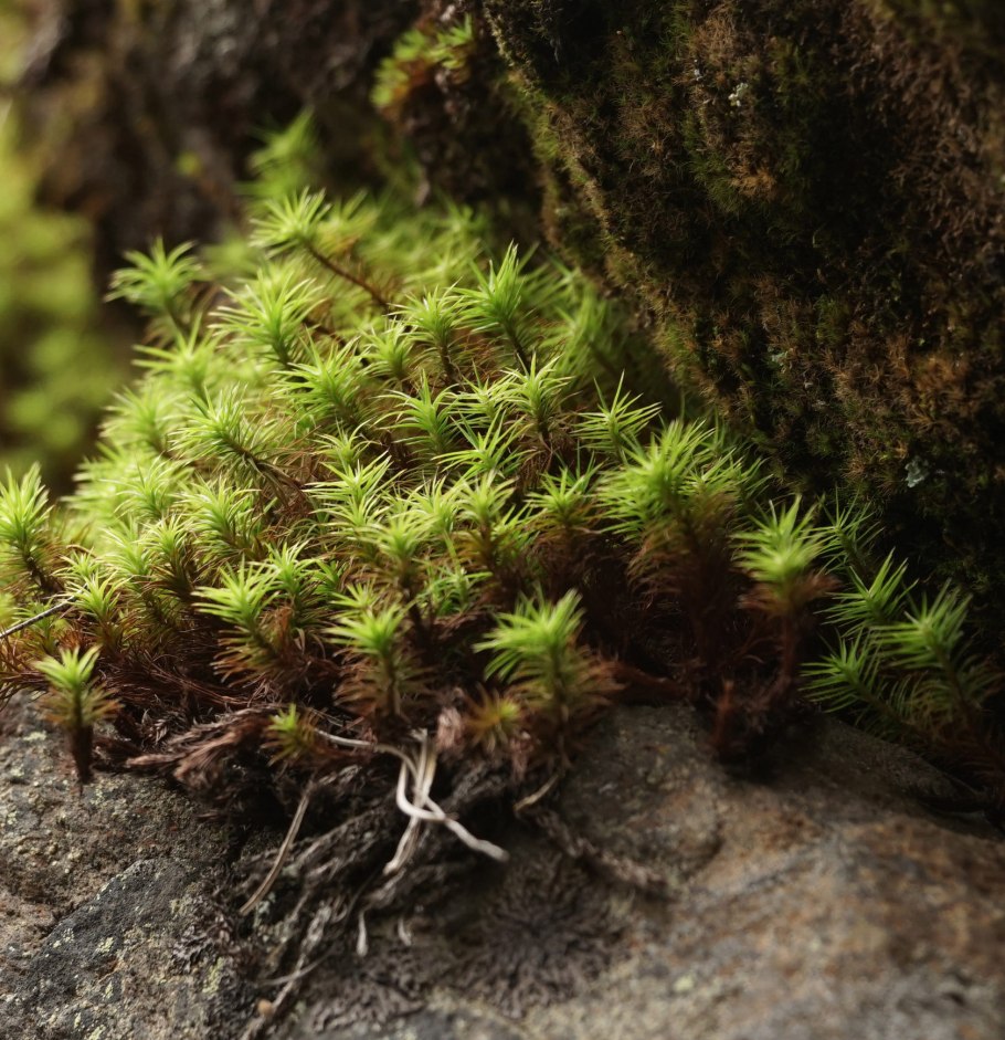 Байкальский заповедник хвощ