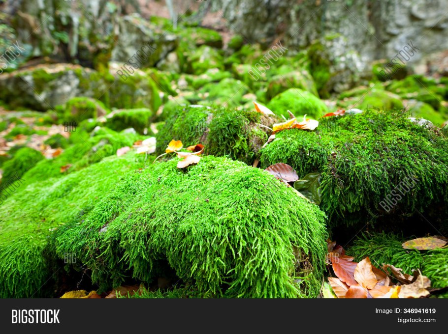 Мхи ордовика