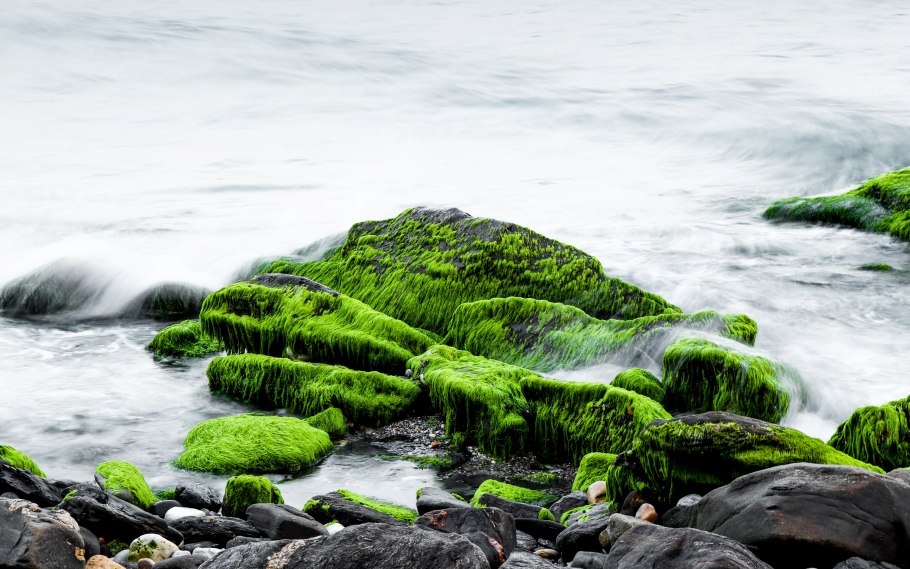 Мох в море