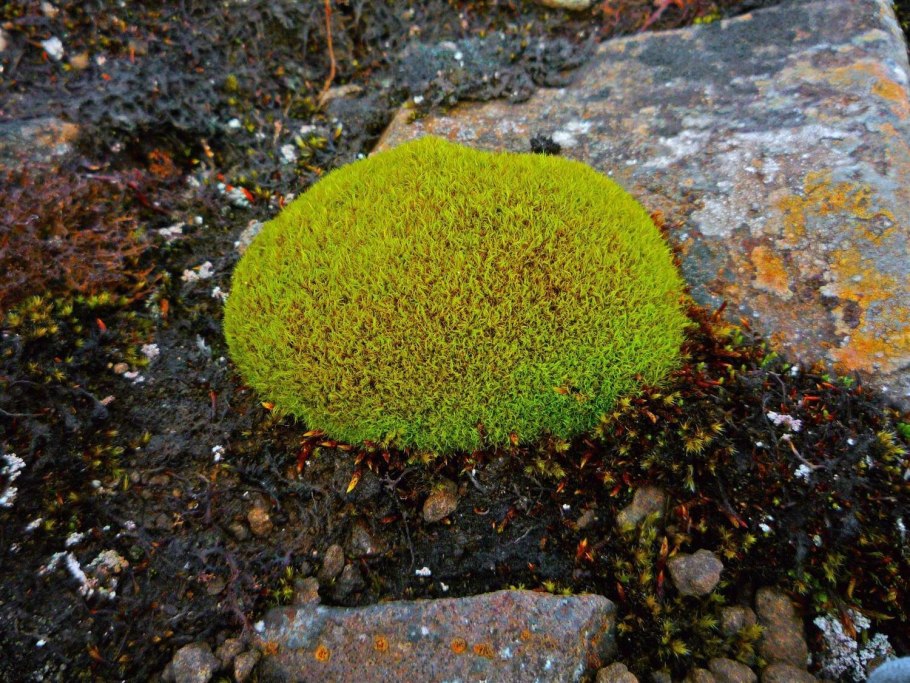 Арктические подушковидные растения-