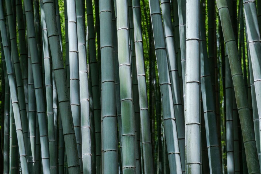 Bamboo banner