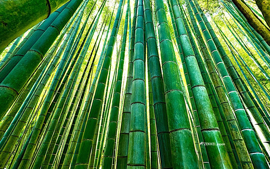 Бамбук в Китае