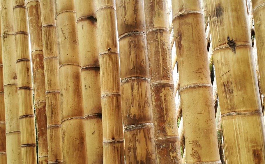 Песочный бамбук