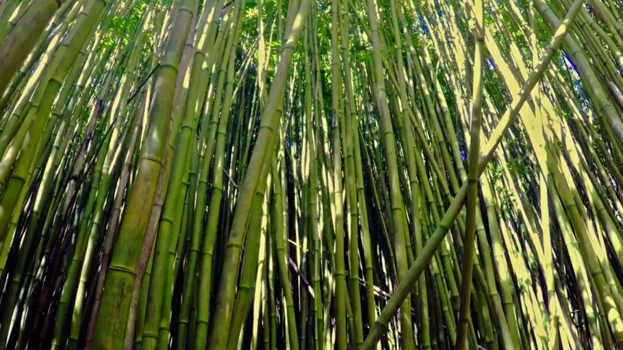 2zg4535t7 Bambu Forest Sisley