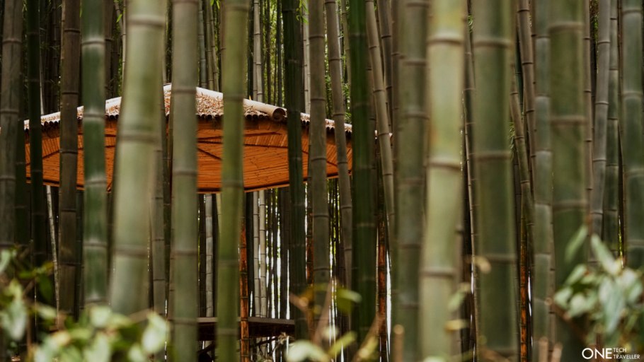 Растения бамбук красный