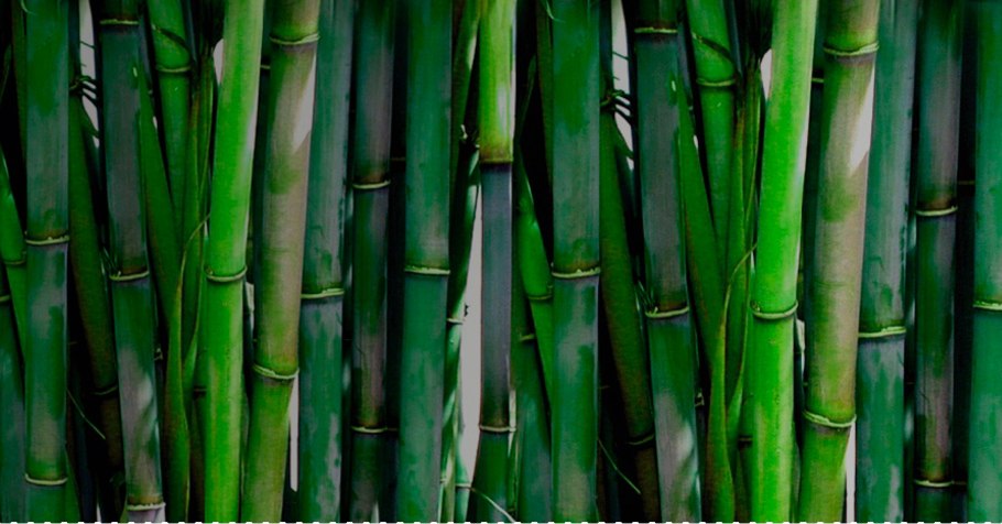 Картина по номерам бамбуковая роща
