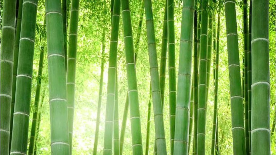 Бамбук HD 4k