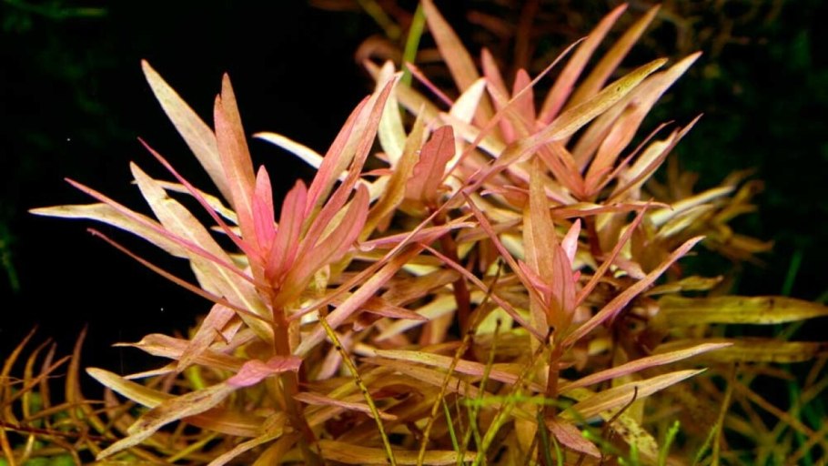 Ammania gracilis
