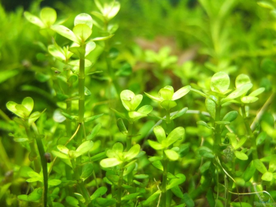 Аммания Сенегальская (Ammannia senegalensis)