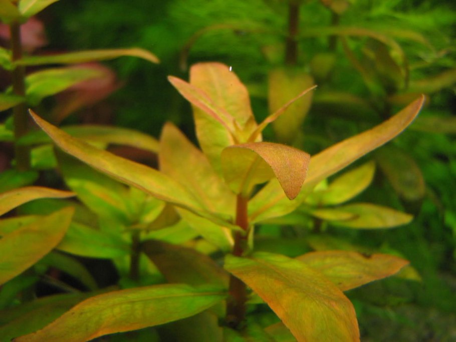 Ammania SP. Bonsai