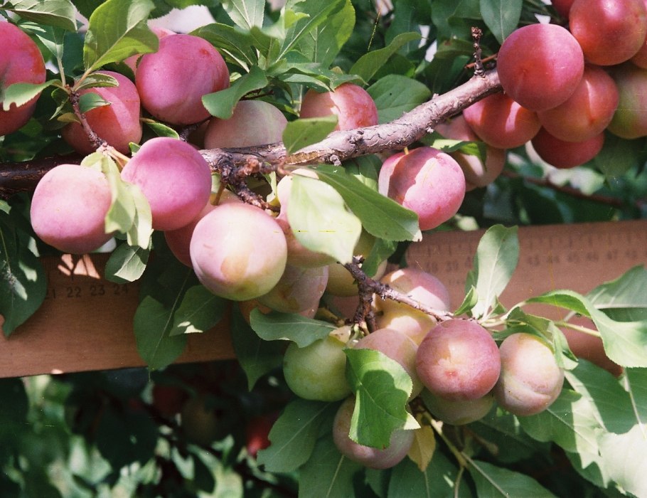 Слива в Сибири сорта