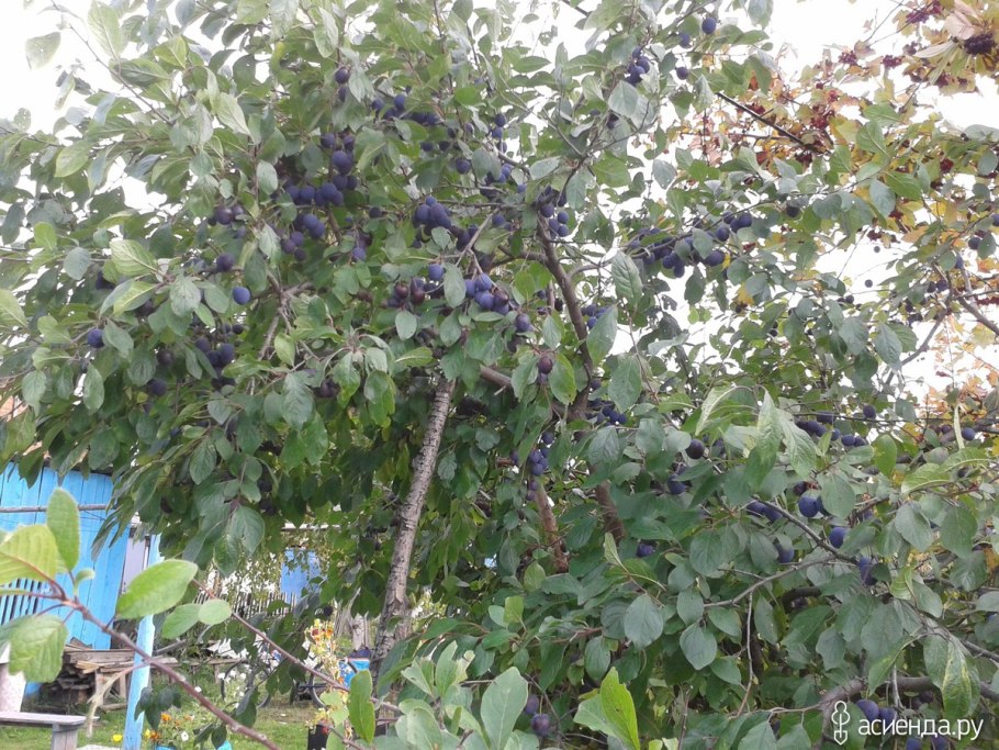 Слива Уссурийская Уральский чернослив