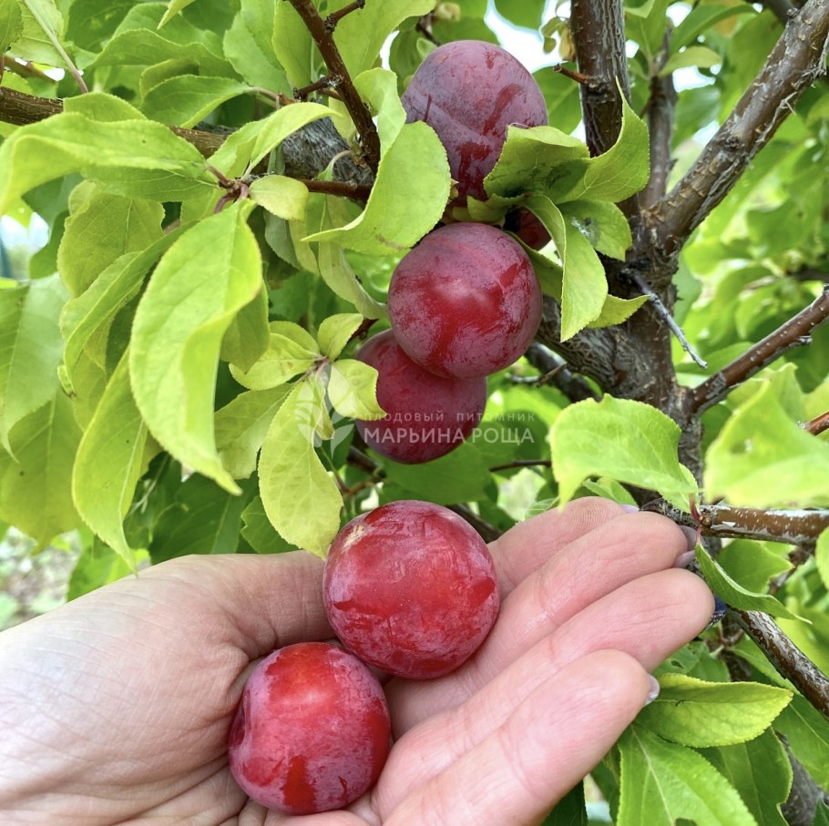 Слива Уральская красная