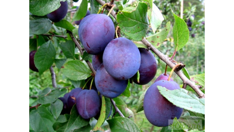 Уральская алыча