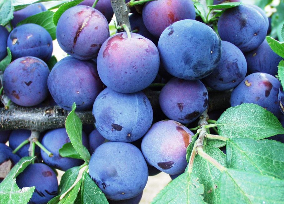 Слива Тимошка