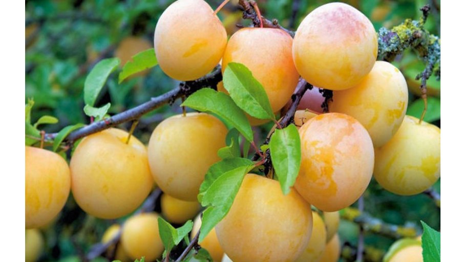 Слива Уссурийская ранняя