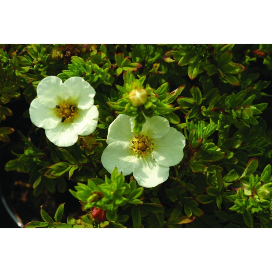 Слива Эмма Липперман