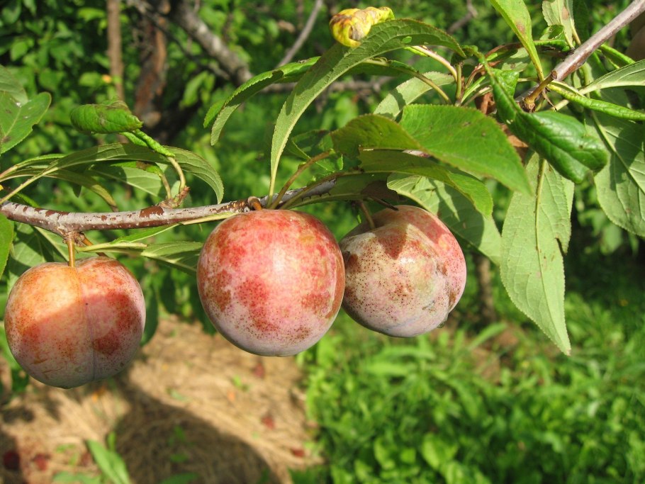 Алыча Комета саженец