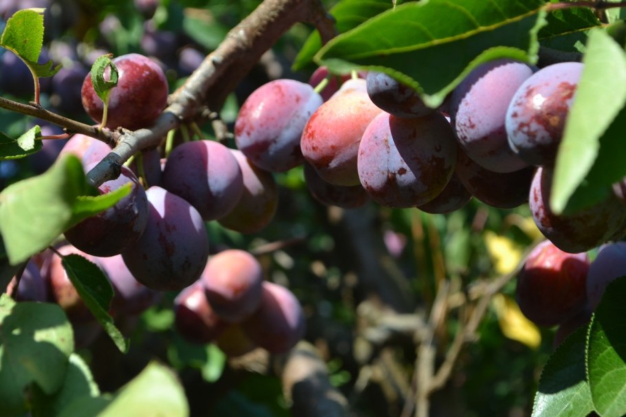 Слива Ренклод Карбышева